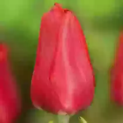 Ruby Prince